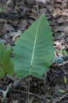 Prairie rosinweed